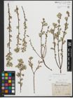 Foto von Salix repens L.